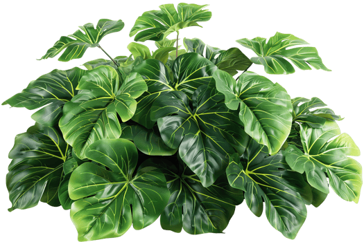 Lush, tropical foliage in a vibrant green hue with prominent leaf veins. A bushy, healthy plant with large, detailed leaves png