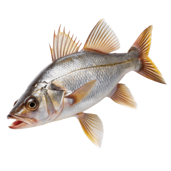 Fresh whole fish with silver scales and detailed fins, isolated on Transparent Background, perfect for culinary and aquatic themes. png