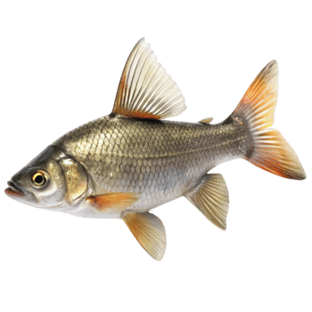 Close up of a silver fish with scales and vibrant fins, ideal for seafood, fishing, or natural wildlife concepts. png