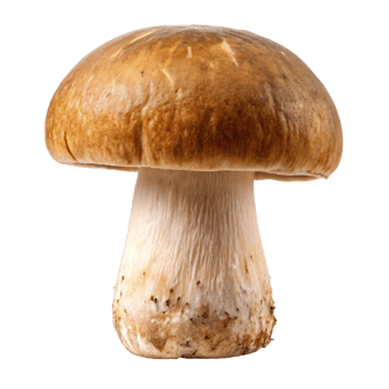 Fresh whole porcini mushroom with smooth cap and textured stem, isolated on Transparent Background, perfect for culinary use. png
