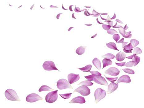 Delicate carnation flower petals gracefully scatter in beautiful swirl, creating serene and calming atmosphere png