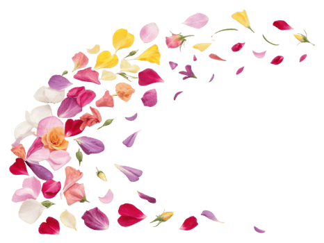 Colorful petals dance gracefully in air creating vibrant display of beauty and joy, showcasing elegance of flowers like carnation png