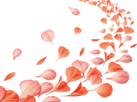 Delicate carnation petals gracefully float in air creating beautiful floral display that evokes sense of tranquility and elegance png