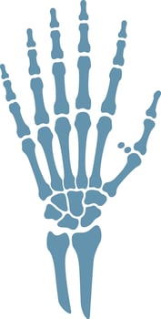 Human hand skeleton illustration in flat design style showcasing anatomical details in blue art vector