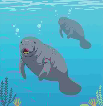 Two playful manatees swimming gracefully in a colorful underwater scene, flat art vector