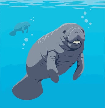 Manatee swimming gracefully in clear blue water, flat illustration showcasing aquatic life vector