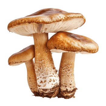 Lingzhi mushroom isolated on Transparent background showcasing its unique shape and texture for culinary and medicinal use, lingzhi mushroomisolated on background png