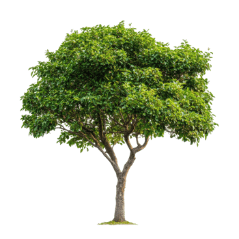 Green tree standing tall isolated on Transparent background showcasing its lush foliage and unique shape, Tree isolated on background png