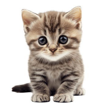 Cute striped kitten sitting on a Transparent background looking curiously at the viewer, kittensisolated on background png