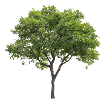 Isolated green tree on Transparent background with lush foliage and contrasting texture highlighting natural beauty, Isolated image branch with leaves big tree on background png