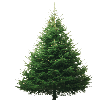 Beautiful green Christmas tree with twinkling lights on a white background, Green Christmas tree. white background png