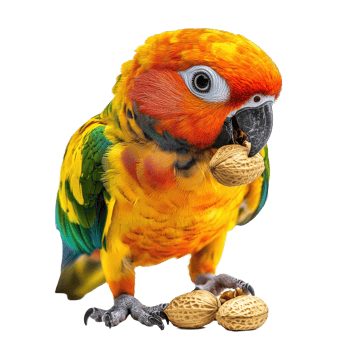 Colorful Sun Conure parrot enjoying peanuts in a playful moment indoors, Closeup brightly colored Sun Conure parrot eating nuts isolated on Transparent background png