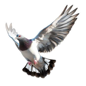 Flying pigeon captured in motion against a bright white background, Flying pigeon isolated on white background png