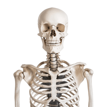 Skeleton isolated on Transparent background showcasing anatomical structure and features, Skeleton Isolated on background png