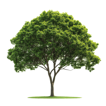 Isolated green tree with lush foliage on a plain Transparent background showcasing natures beauty, green tree leaves isolated on background png