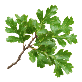 Green oak branch with lush leaves displaying natural beauty and life in detail, green oak branch with leaves, file of isolated object on White background png