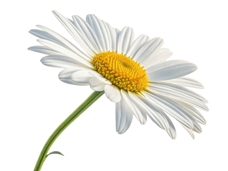 beautiful daisy flower stands gracefully with its white petals and vibrant yellow center, symbolizing purity and joy in nature design png