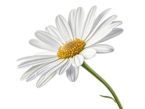 beautiful daisy flower with delicate white petals and vibrant yellow center stands gracefully against transparency background png