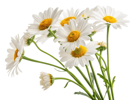 beautiful bouquet of daisy flowers showcases their vibrant white petals and cheerful yellow centers, perfect for brightening any space png