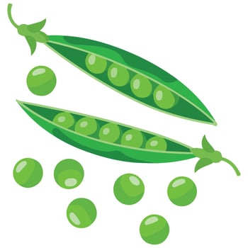Fresh green peas pod isolated illustration on white background vector