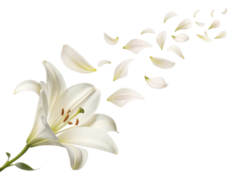 beautiful lily flower gracefully releases its delicate petals, creating serene and enchanting scene that captures essence of nature elegance png