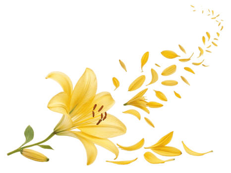beautiful yellow lily flower gracefully releases its petals, creating stunning visual effect that captures essence of nature elegance png