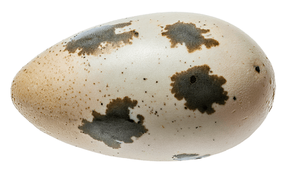 detailed top view of pigeon egg with brown spotted texture on isolated background for biology and nature concept png