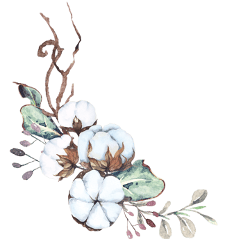 Hand drawn watercolor cotton flowers.Suitable for decorating invitation cards in vintage style. png
