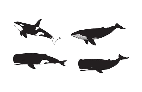 Silhouettes of whale species including orca humpback whale and sperm whale in black and white vector