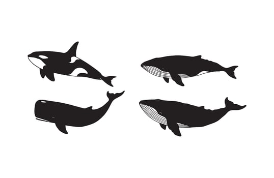 Orca humpback whale and sperm whale silhouette set for marine life illustrations vector