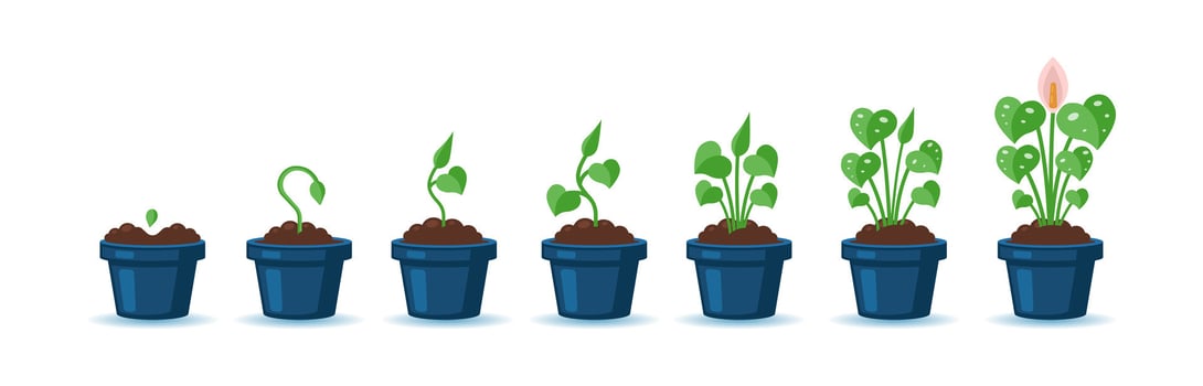 Monstera Plant Growth Stages Infographic. From Seed to Bloom vector