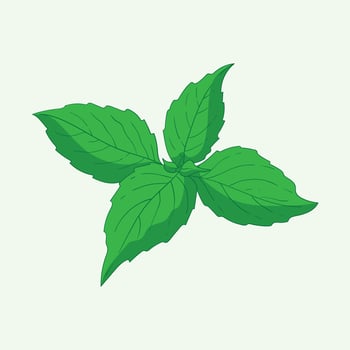 Basil Leaf Vegetables Flat Design Cartoon Illustration vector