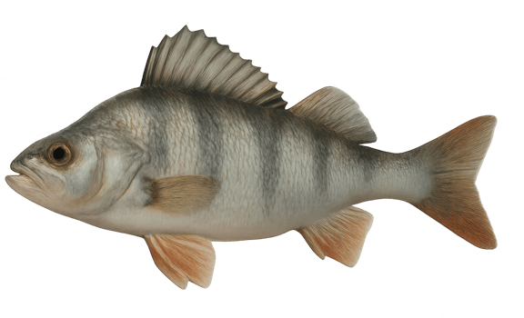 Realistic European Perch Swimming with Transparent Background png