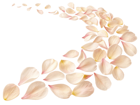 Delicate peony flower petals create beautiful trail, evoking sense of elegance and tranquility in any setting png