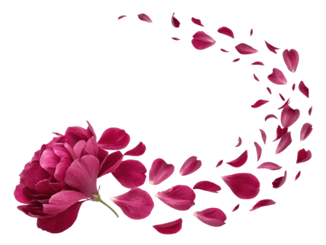 vibrant peony flower with delicate petals gracefully disperses, creating beautiful display of nature elegance and charm png