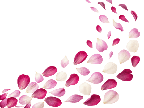 Beautiful peony flower petals create delicate and vibrant trail, showcasing nature elegance and charm in stunning display png