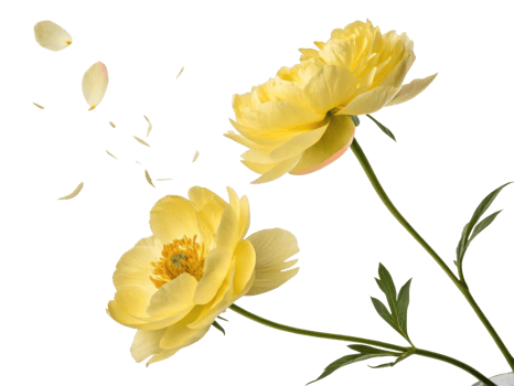 Beautiful peony flowers in soft yellow hues gracefully sway, their petals gently falling, creating serene and delicate atmosphere png