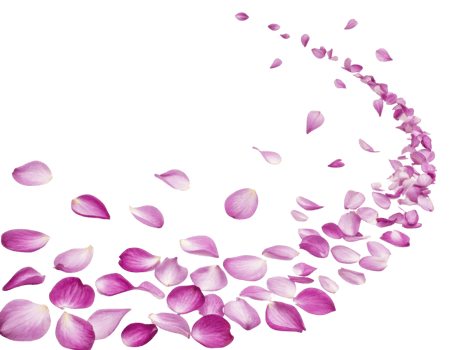 Delicate rose petals create beautiful trail, evoking sense of romance and elegance in any setting png