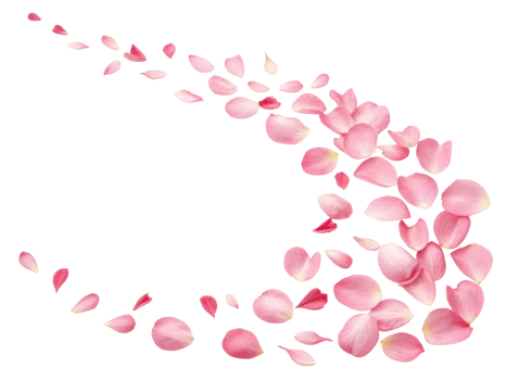 Delicate rose petals create beautiful flow of color and elegance, enhancing any floral arrangement or decoration png