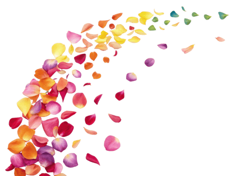 Colorful rose petals create beautiful and vibrant display, evoking feelings of joy and romance as they gracefully scatter png