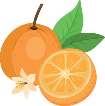 slices of oranges, Orange juice Fruit, Nutritious Orange leaves and flowers vector