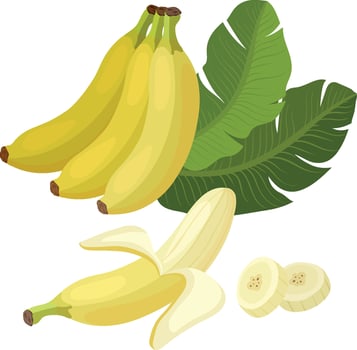 Bananas fruit and slices Food illustration. vector