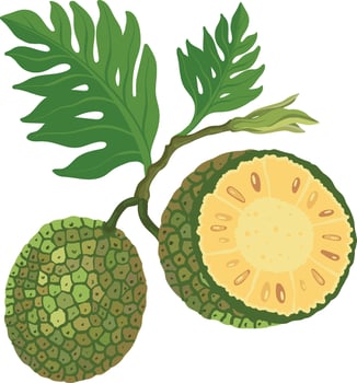 Ripe breadfruit tree brunch on a white background. vector