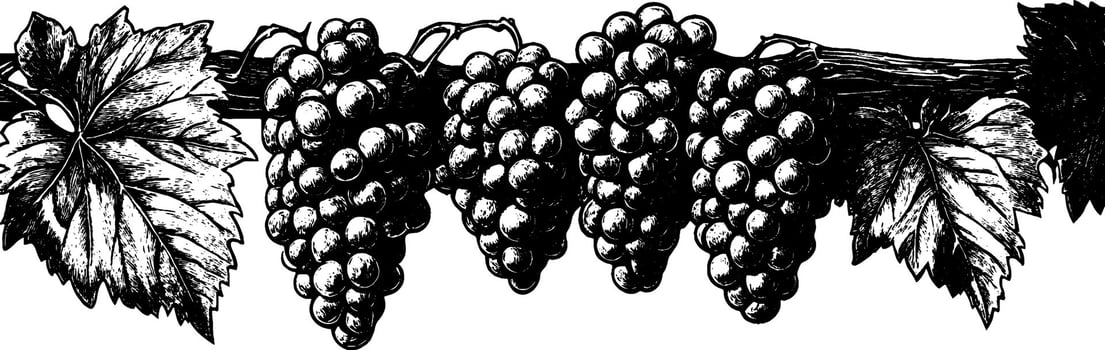 Vintage woodcut illustration showcasing a cluster of detailed grapes and leaves vector