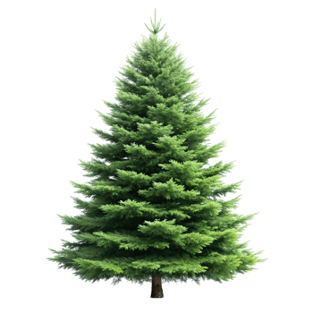 Full and natural fir tree isolated on Transparent Background, ideal for festive decoration png