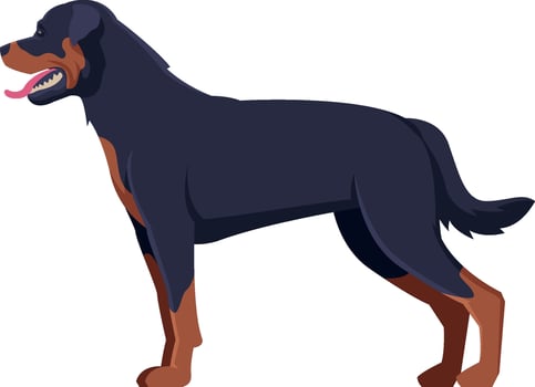 Rottweiler Purebred Dog, Pet Animal, Side View Illustration vector