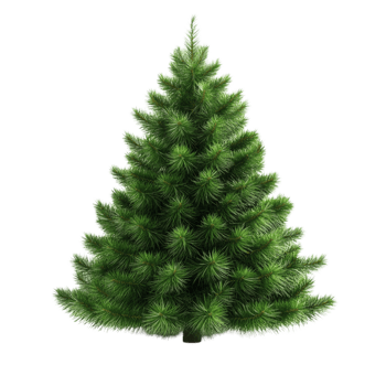 Lush Green Fir Tree png