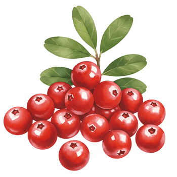 A cluster of red cranberries with green leaves presented against a plain background image for designs on transparent background png