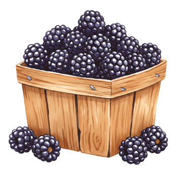 A Watercolor basket filled to the brim with Watercolor ripe blackberries and loose berries around it on transparent background png