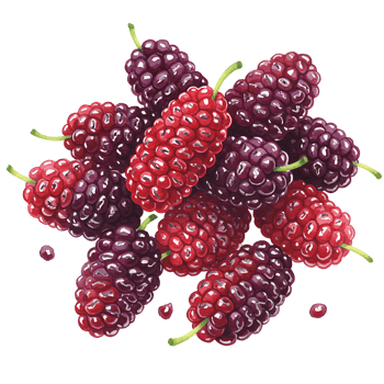 A cluster of mulberries in varying shades of red and purple with green stems on a plain backdrop on transparent background png